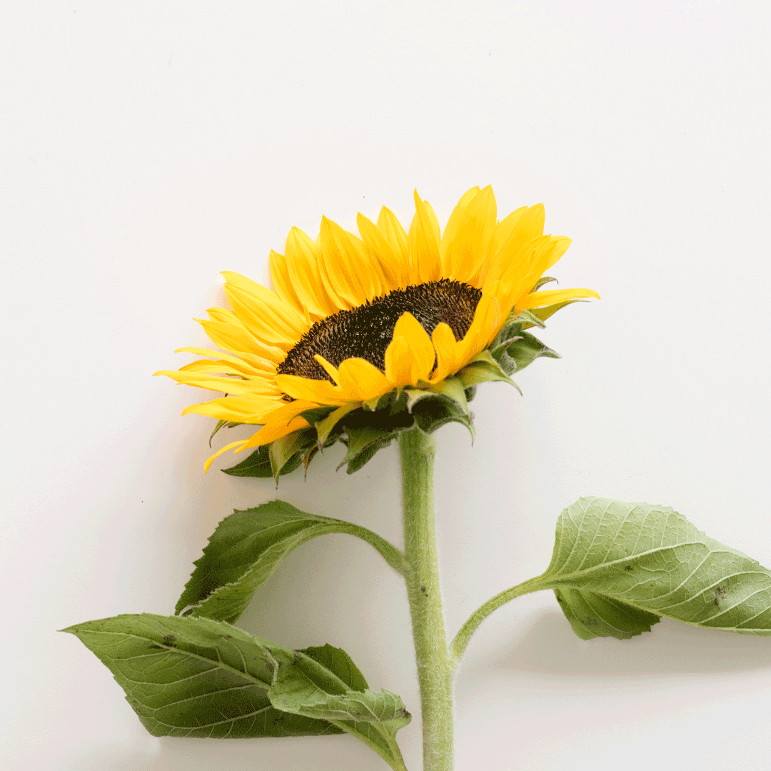 sunflowers for mothers day philippines