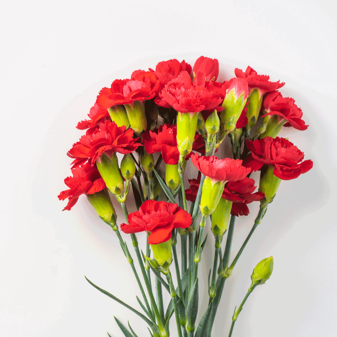 carnation flowers for mothers day philippines