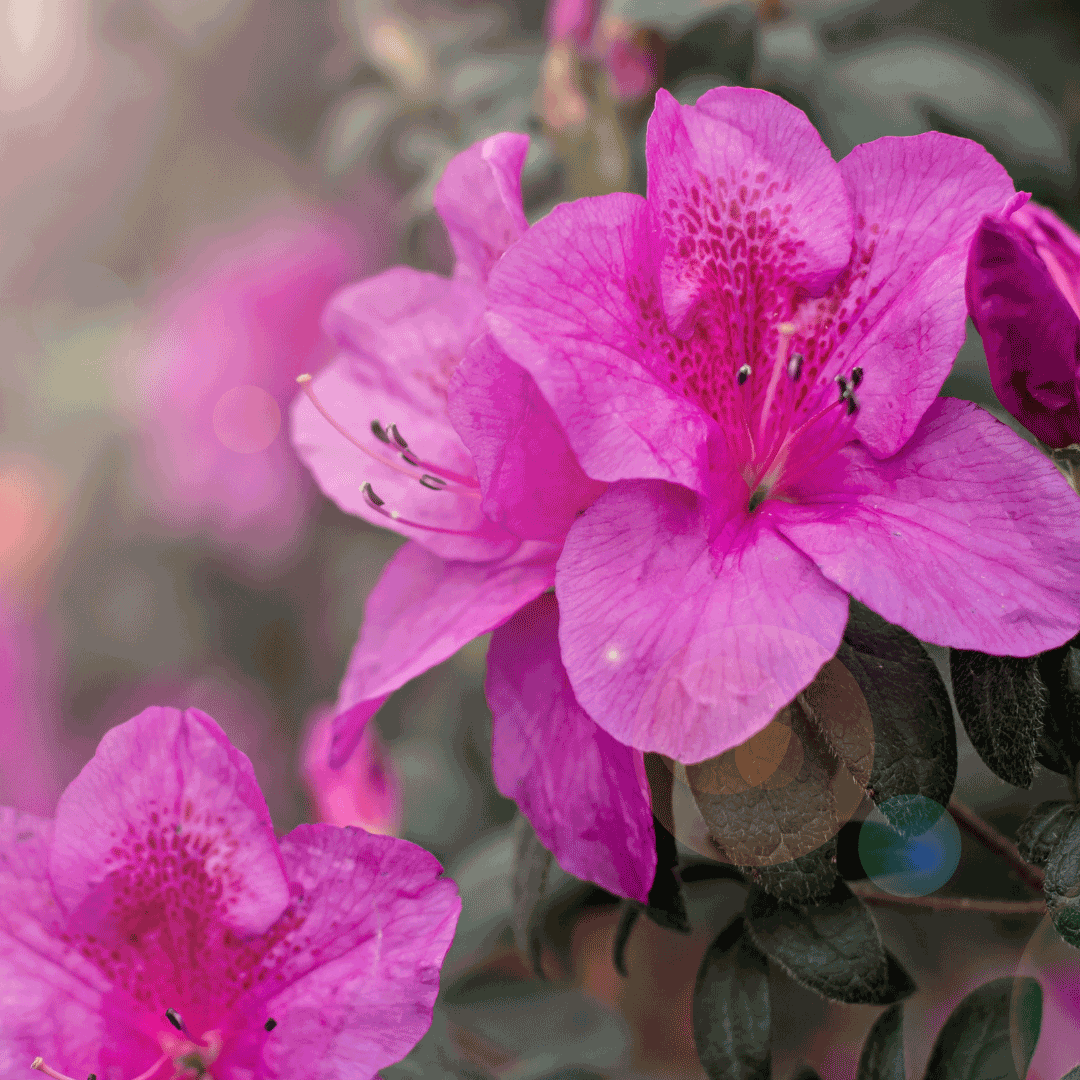 azalea flowers for mothers day philippines