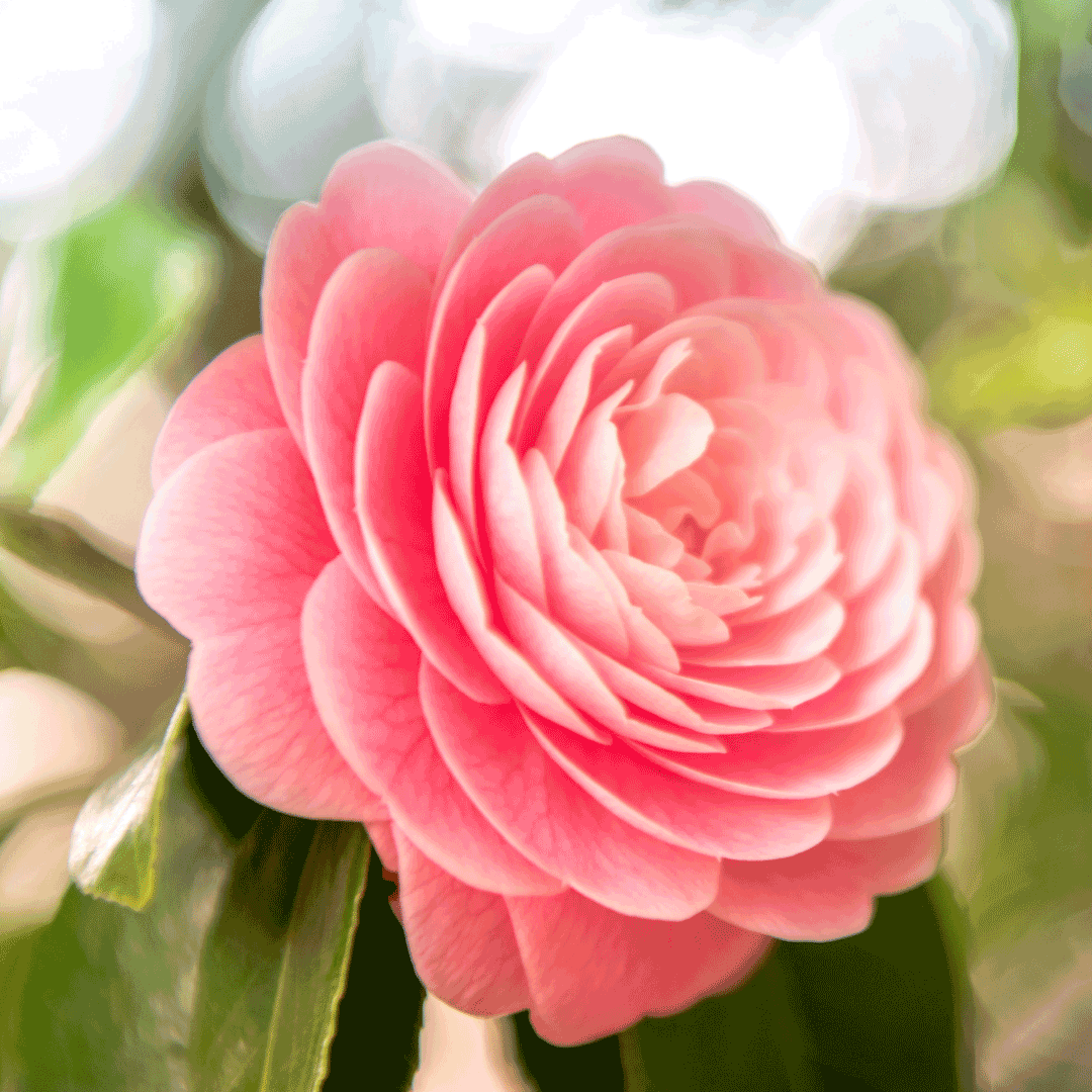 camellia flowers for mothers day philippines
